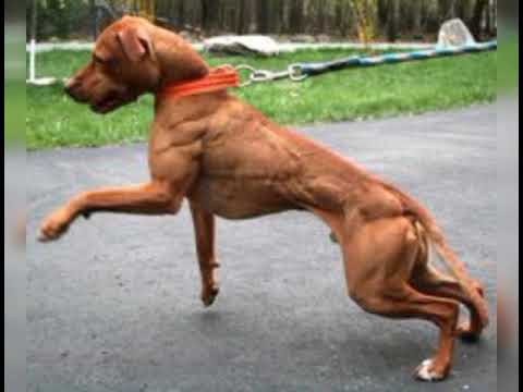 H8machine - like a pitbull