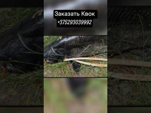 фото квок 0