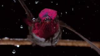 Al Cantar - (Rozalén y Amaia) - Johnny Díaz Apitz