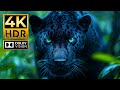 The World S Most Amazing HDR ANIMAL Video In 4K 60 FPS Dolby Vision