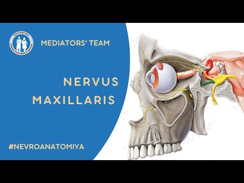 Nervus maxillaris. Yuqori jag' nervi. Mediators' team