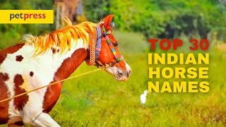 The Top 30 Most Beautiful Indian Horse Names 🐎 | PetPress