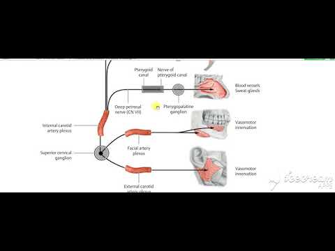 Glossopharyngeal intro 1