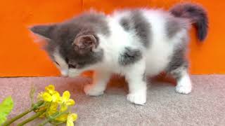 ノルウェージャンフォレストキャットの動画01