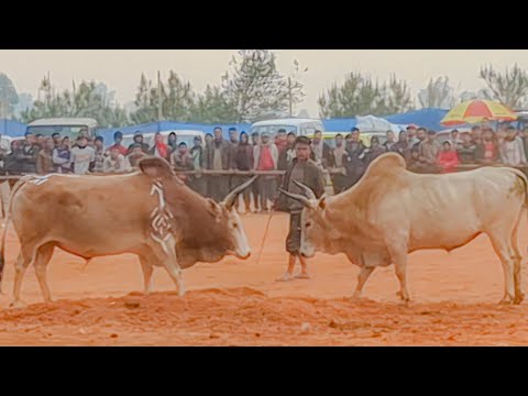 Lieh pasyih vs Brain Muthlong iadaw masi 