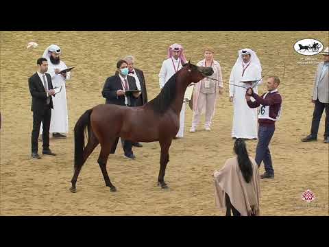 N 96 NASHWAN AL NASSER   1st Qatar Arabian Breeders Cup   Colts 2 Years Old Class 5