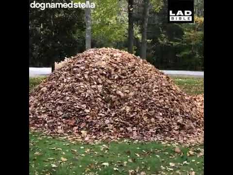 Dog Loves Jumping In Leaves