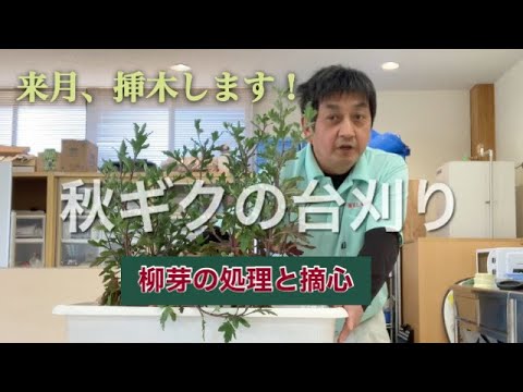 スケトウダラヤナギの切り方:これがプロのやり方です 植物