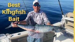 The BEST Bait for Big Catches: Kingfish, Snapper & Sharks