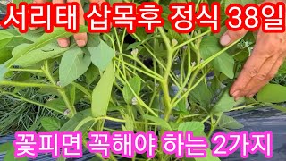 서리태콩 삽목정식 38일째 꽃피면 꼭해야하는 2가지~ 서리태 병충해 농약 서리태 순치기 추비