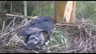 Wojownik wspaniały Crowned Eagle Zimbali Estate - gratulacje 🎉 UFO złożyła 2 jajko 🥚🥚 2025 10 29