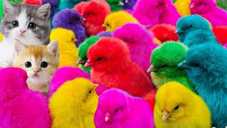 Tangkap ayam lucu ,ayam warna warni, bebek, angsa, ikan hias, ikan cupang, kelinci