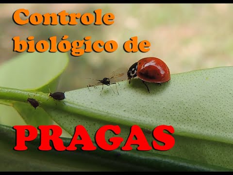 [SENSACIONAL!] Controle Biológico usa inimigos naturais das pragas e reduz o uso de agrotóxicos.