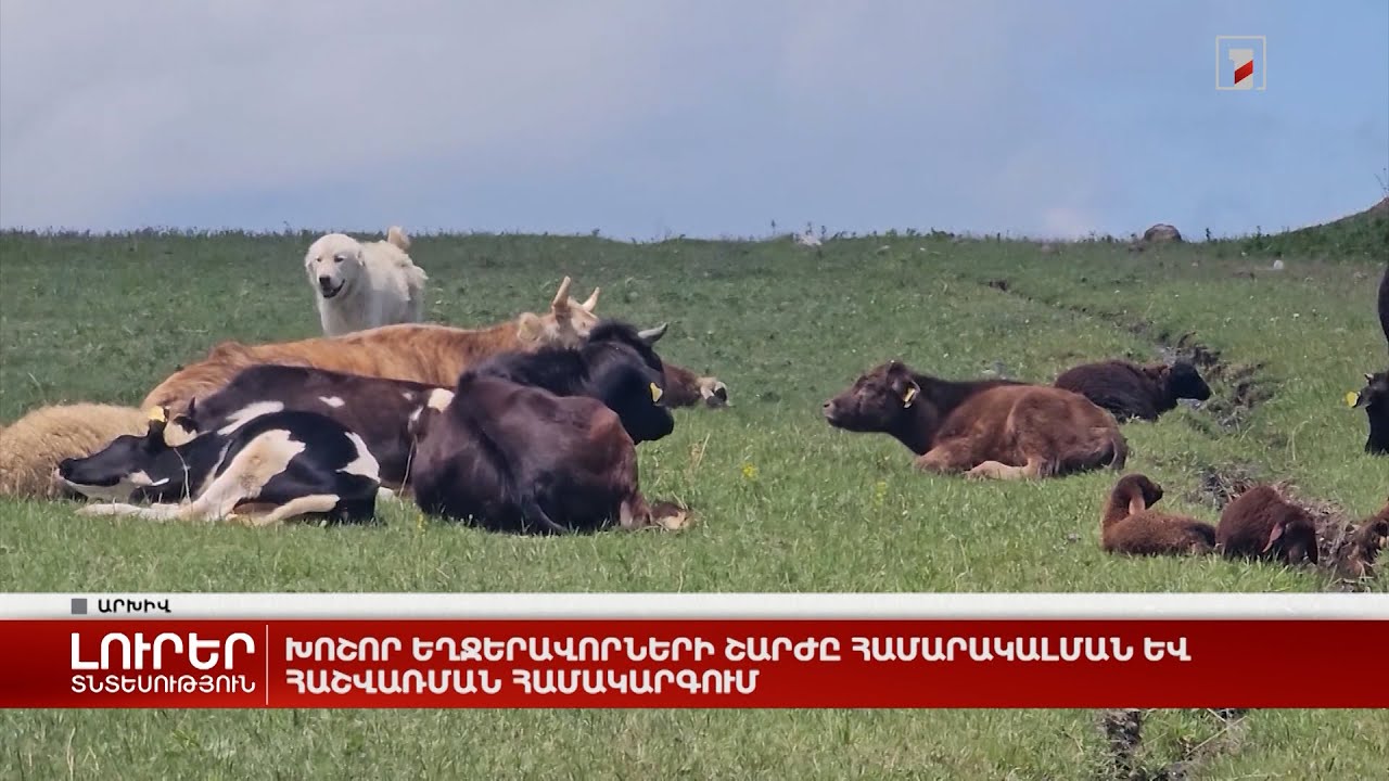 Խոշոր եղջերավորների շարժը համարակալման և հաշվառման համակարգում