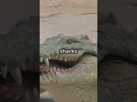 Crocs vs Sharks  Who Wins ?