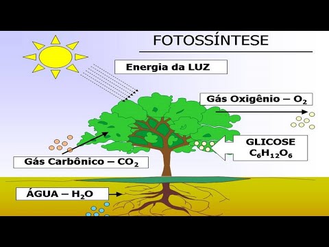PLANTS - PHOTOSYNTHESIS - PLANT RESPIRATION 4TH GRADE