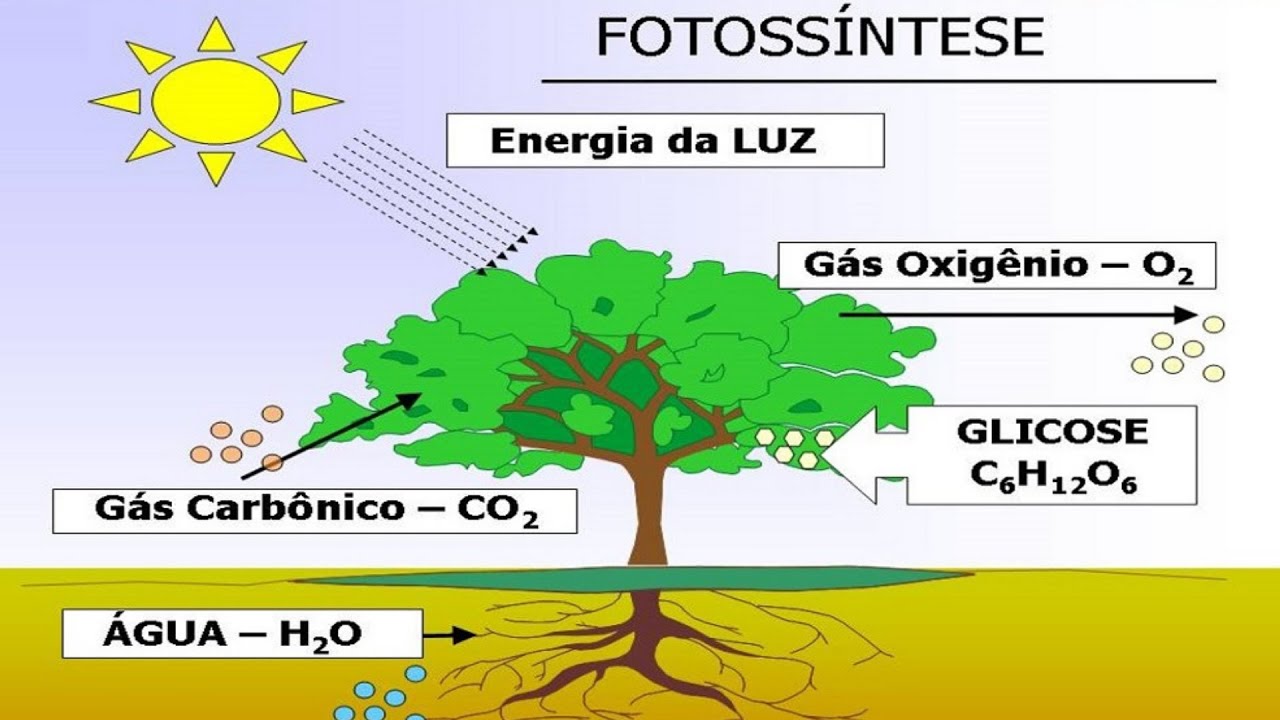 AS PLANTAS - FOTOSSÍNTESE - RESPIRAÇÃO DAS PLANTAS 4º ANO