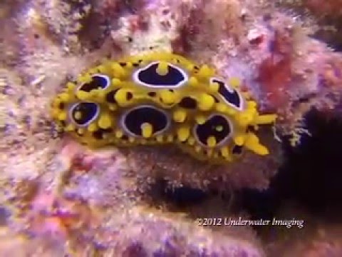 Underwater Beauty of Fiji
