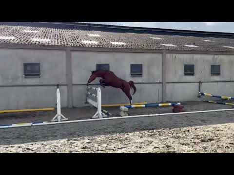 King Kodiak VHH Z ( 29/03/2023 )