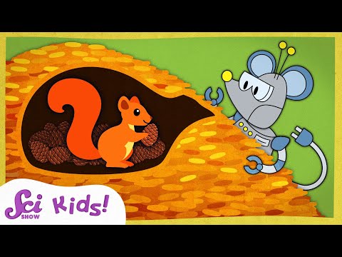 Stupendous Squirrel Storage! | Winter is Alive! | SciShow Kids