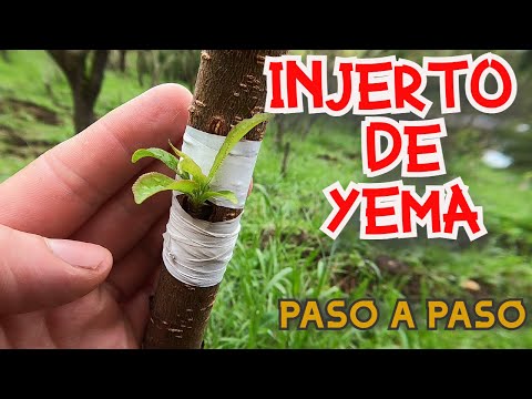 🌱BUD GRAFT ON FRUIT TREES / T-GRAFT / EASY & PRACTICAL STEP-BY-STEP TUTORIAL🌱✔