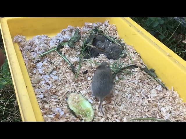 Учёные намерены восстановить популяцию редких ольхонских полёвок