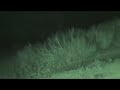 Lurking Creature Caught On Film