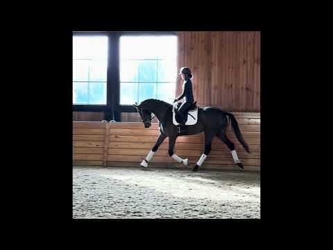 Brooklyn (Benicio x Don Juan de Hus) 3 year old mare