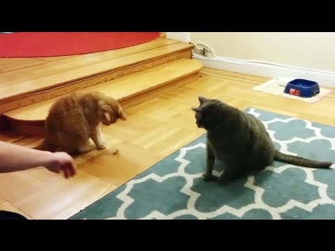 Cat Dancer from Cat Dancer Products