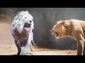 Mufasa Stops Holding Back And Decides To Kill The Lion King And His Army