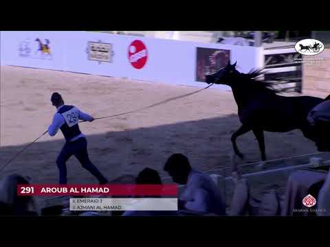 N 291 AROUB AL HAMAD   ERAB Arabian Horse International Show   Mares 4 6 Years Old Class 9