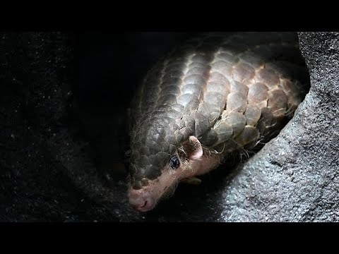 Video Thumbnail: Brookfield Zoo’s pangolin at centre of new wildlife documentary