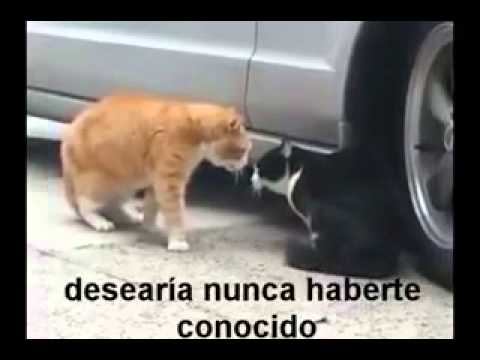 Pelea de infidelidad