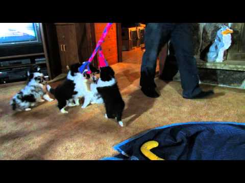 Puppies playing with the fleece tug