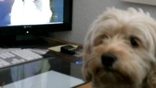 Mad dog watching the Johnny Winter