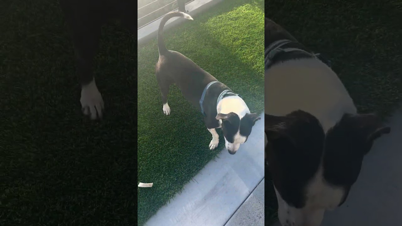 Bishop, a Adoptable mixed breed in San Diego, CA video 6/6