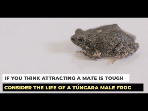 Túngara Frogs Mating Calls Also Attract Predators