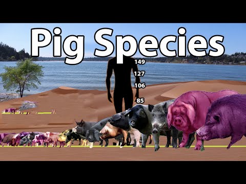 , title : 'Pig Species Size Comparison in 2022 | List of Pig size Comparison in 2023 #pig'
