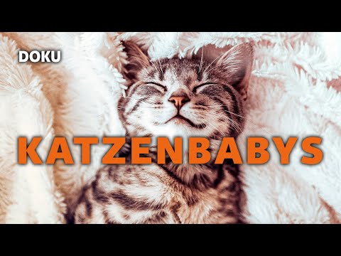 Katzenbabys (KATZEN DOKU, Dokumentation auf Deutsch, Kinder Dokumentation in voller Länge anschauen)