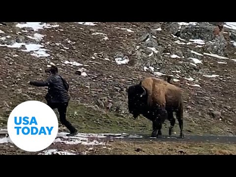 Wild animals don't want a selfie with you. Stop approaching them. | USA TODAY