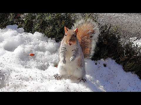 I caught a squirrel doing something hilarious