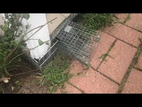 Clever Raccoon Uses Old Chimney in Avon-by-the-Sea, NJ