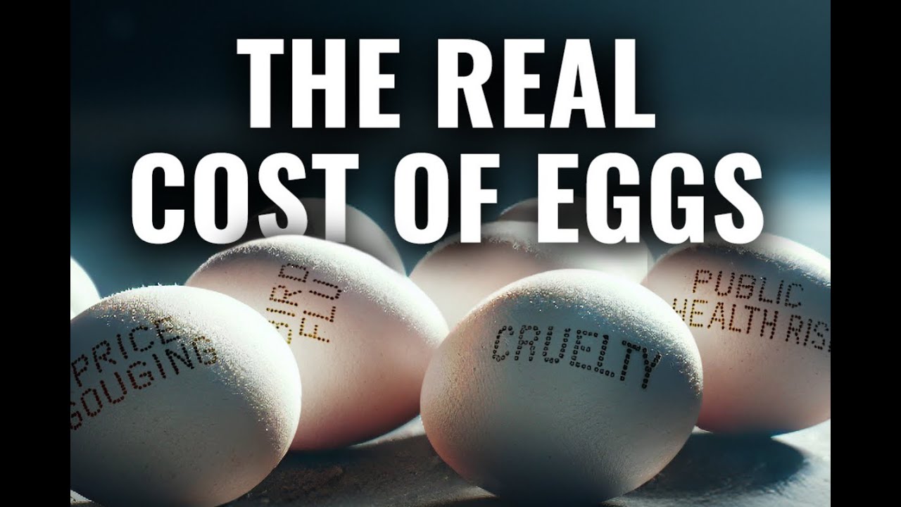 The Real Cost of Eggs: The World's Largest Egg Investigation