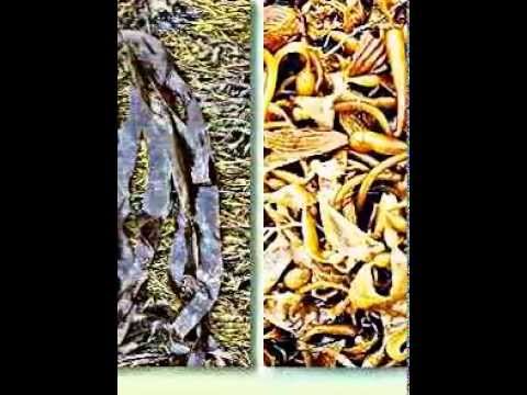 Omega 3 beim Ekzem Die Behandlung der Schuppenflechte vom Pech peroral