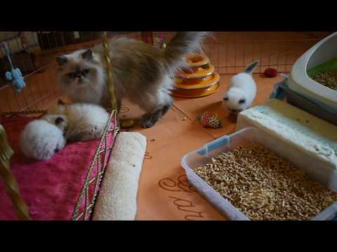 Litter Box Training and Larkspur's Precious Himalayan Kittens