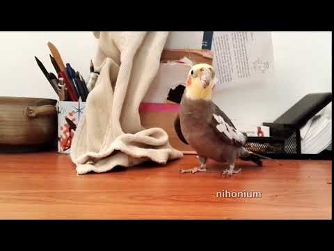 cockatiel head smash