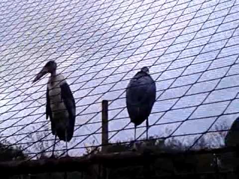 Massive 3 meter wingspan marabou stork paigntonzoo