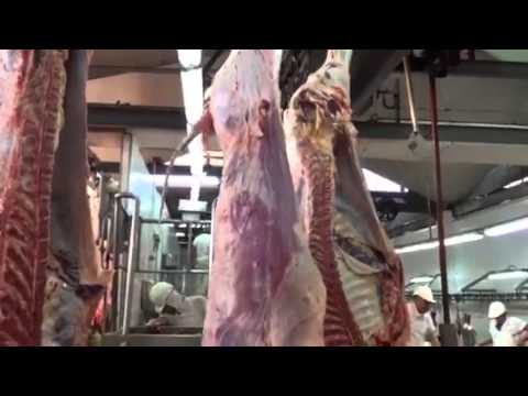 NOVILLOS FEEDLOT FAENA 01 06 15 INFOFAENA 2