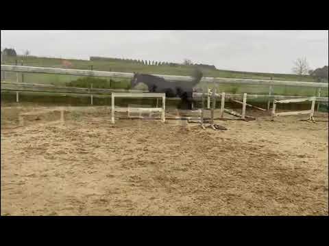 Temptation van 't Gelutt: LE BLUE DIAMOND V´T RUYTERSHOF x KANNAN GFE