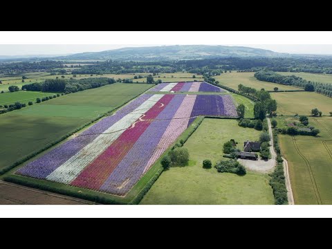 Watch the story of the beautiful Confetti Flower Field...